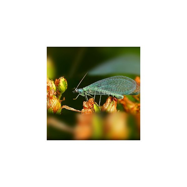 Chrysoperla sp