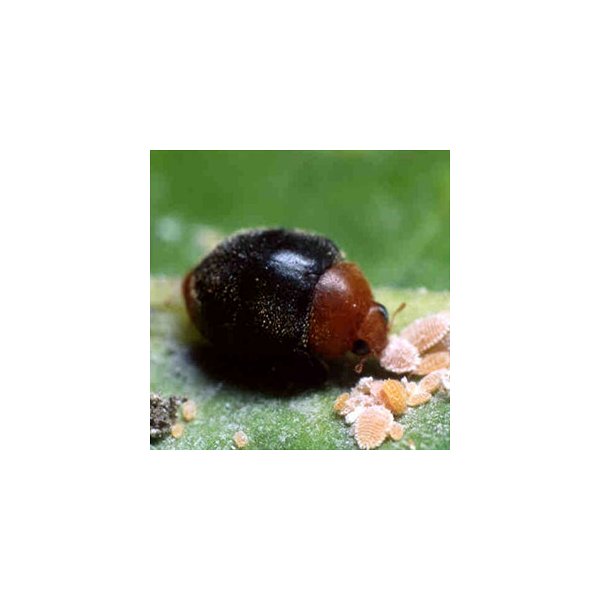 Delphastus sp
