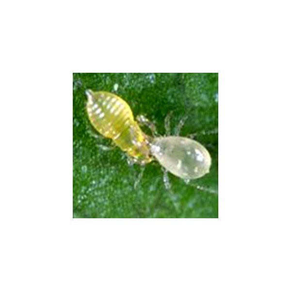 Euseius sp