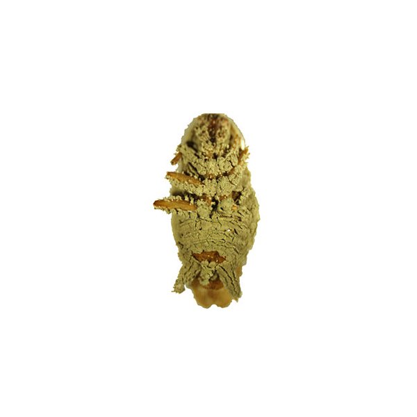Metarhizium Anisopliae