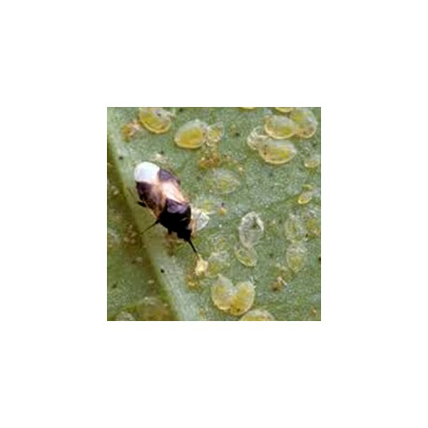 Orius sp